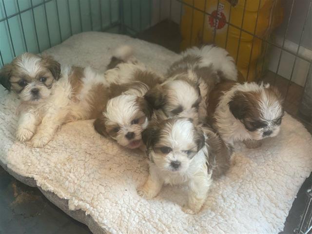 $500 : Akc registered Shih Tzu puppys image 2