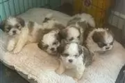 $500 : Akc registered Shih Tzu puppys thumbnail