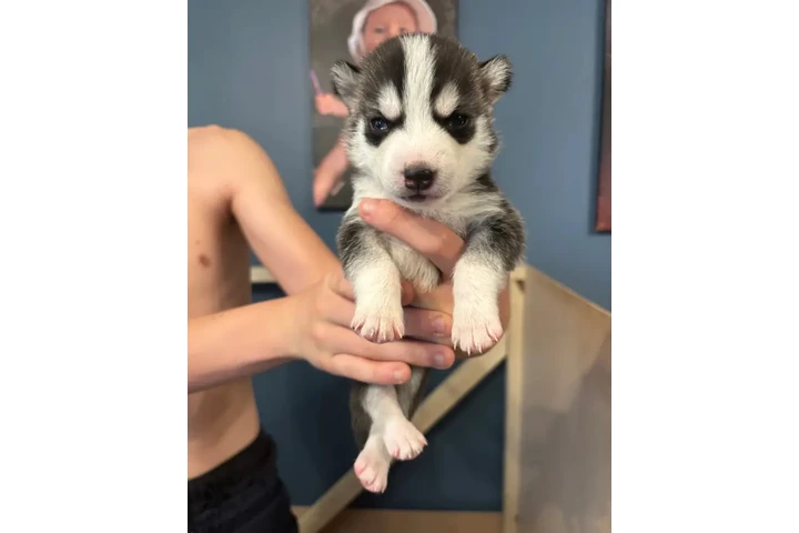 Cachorros husky! image 1