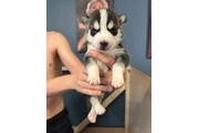 Cachorros husky! en Milan