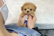 $350 : Maltipoo thumbnail