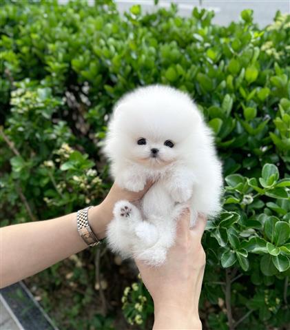 $250 : Pomeranians puppies mini image 3