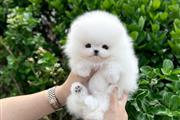 $250 : Pomeranians puppies mini thumbnail