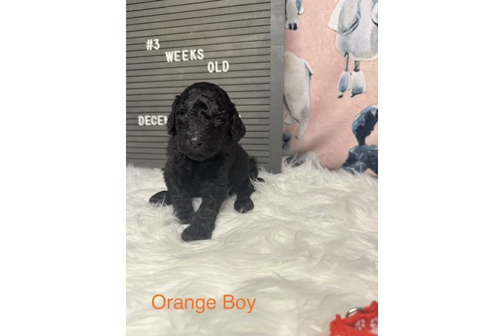 $1500 : Standard Poodle image 2