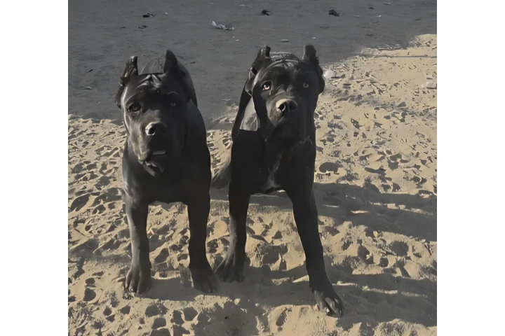 $800 : Cane Corso image 2