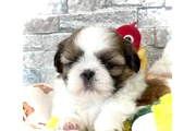 $350 : Cachorros Shihzu en venta thumbnail