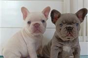 $400 : Male & Female French bulldog thumbnail