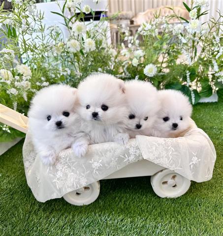 $400 : Super Pomeranians available image 2