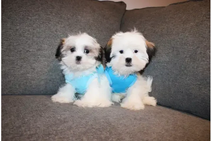 $1550 : TEDDY BEAR MALTESE X PUPS image 2