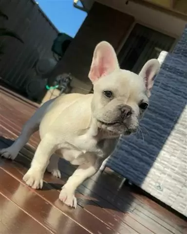 $300 : nice puppies for adoption// image 2