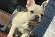 $300 : nice puppies for adoption// thumbnail