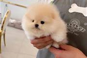 $350 : Cachorros Pomerania en venta thumbnail