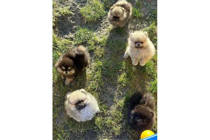 $350 : Pomerania taza de té image 2