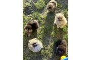 $350 : Pomerania taza de té thumbnail