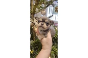 $350 : Cachorros de chihuahua thumbnail