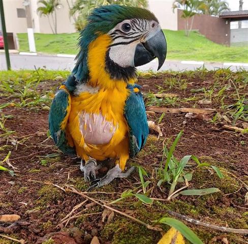 $400 : Macaws parrots  🐦 image 9