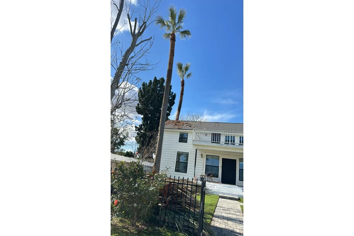 Trees cervise image 5