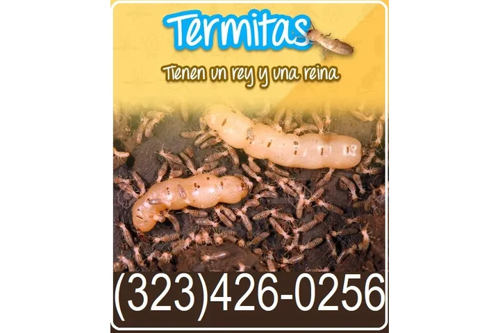 FUMIGACIONES TERMITAS L.A.- image 7