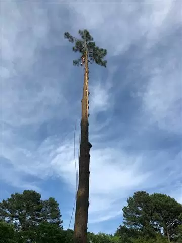 Dylan Tree Services image 10
