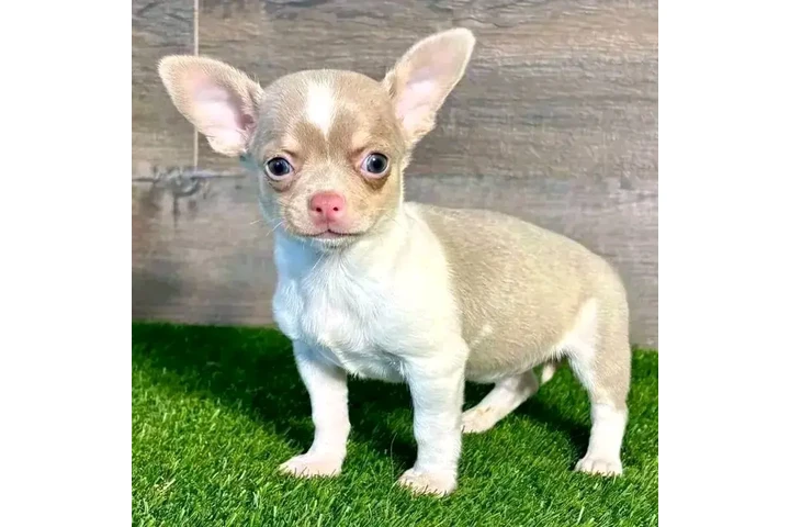 $600 : Chihuahua puppies image 7