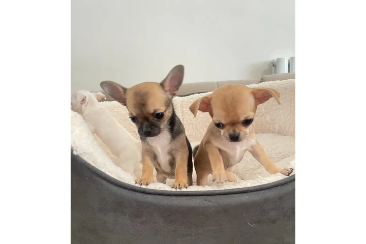 Beautiful Chihuahua 2 Girls image 3