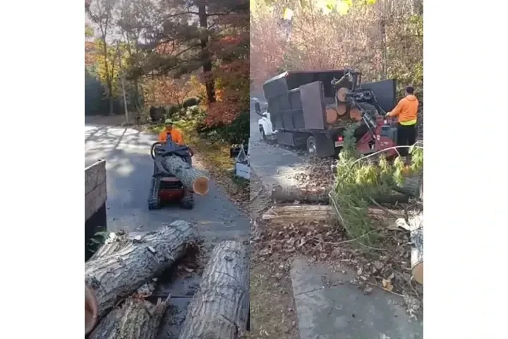 Corte de árboles seguro image 5