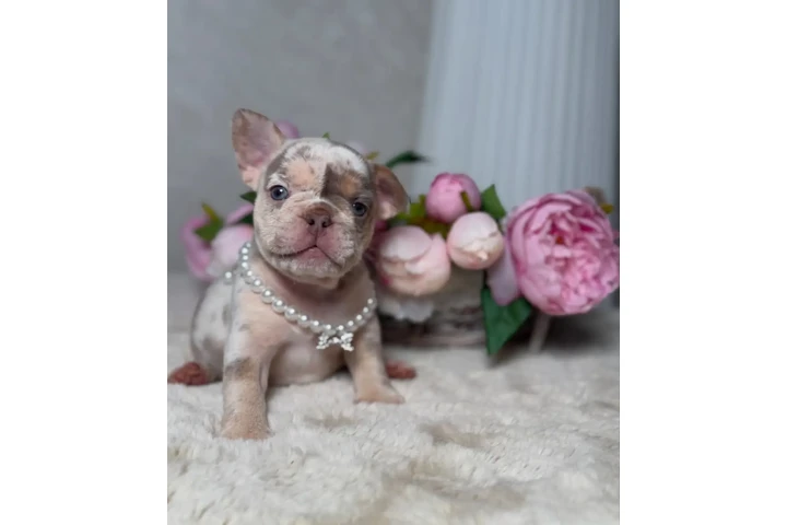 $500 : New shade Isabella Merle tan image 2