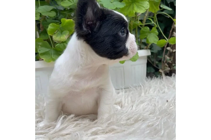 $300 : French bulldog and Pomeranian image 6