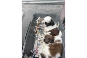 Shih tzu taza de té en Lexington