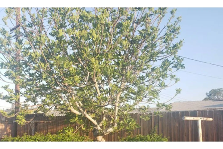 Central Valley Tree Service image 3