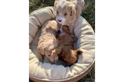 $800 : goldendoodle media thumbnail