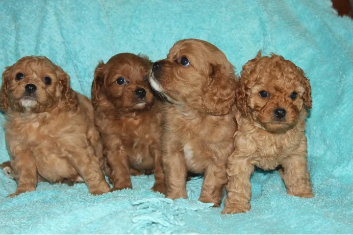 $500 : Cachorros Cavapoo para nuevos image 3