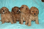 $500 : Cachorros Cavapoo para nuevos thumbnail