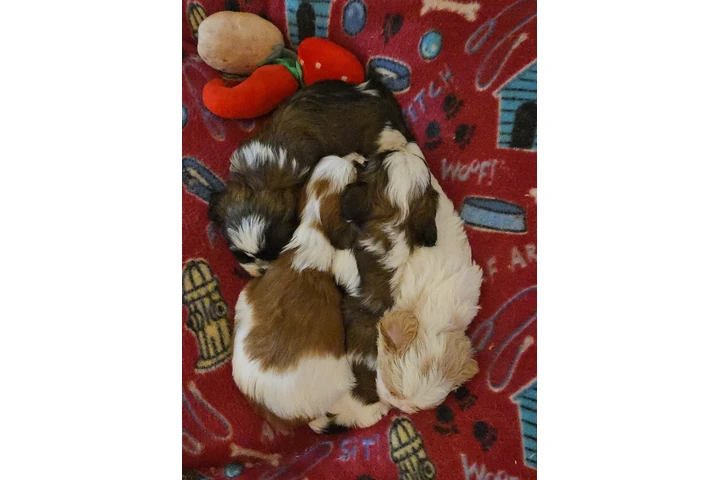 $750 : 4 shitzu 100%puros image 3
