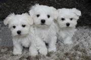 White maltese puppies en Los Angeles