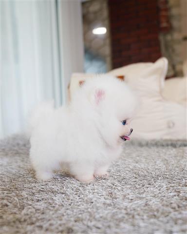 $400 : POMERANIAN PUPPIES FOR SALE image 1