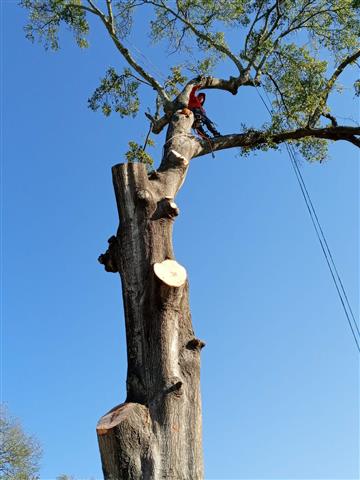 Tex-cut Tree Service image 4