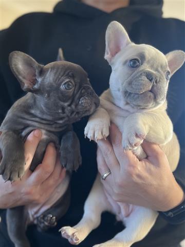 $500 : Two French bulldog Available image 1