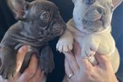 Two French bulldog Available en Louisville