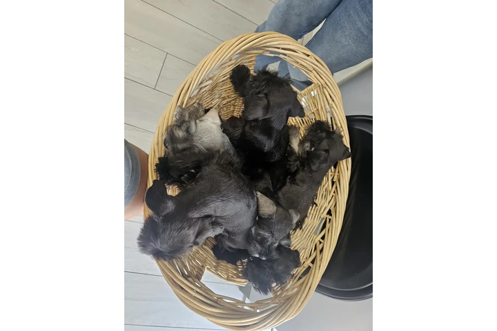 $1000 : 🐾 Hermosos cachorros en Miami image 5