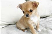 $300 : Chihuahuas En Venta CKC thumbnail