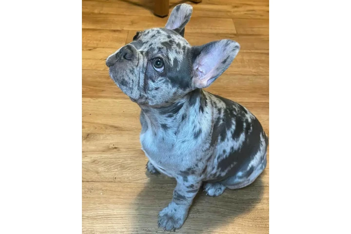 $475 : adorables bull francés Perro image 6