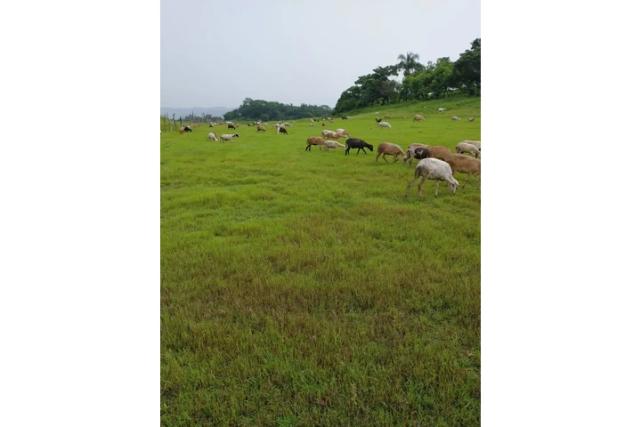 ¡SE VENDE ISLA EN VERACRUZ! image 2