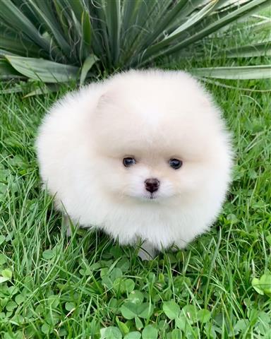 $500 : Teacup pomeranian puppies image 4