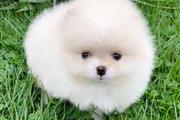 $500 : Teacup pomeranian puppies thumbnail