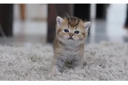 Bengal kittens available en Denver