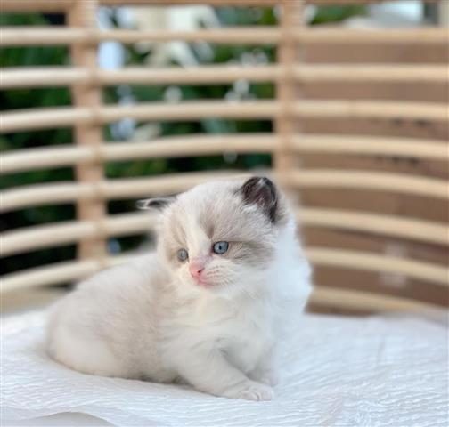 $450 : Gatitas Ragdoll hembras image 1