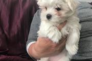 $500 : Cachorros malteses miniatura thumbnail