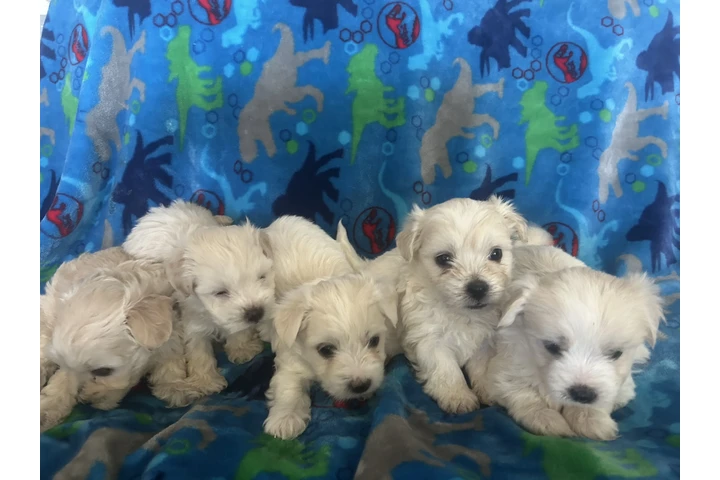 $500 : Maltipoo image 2