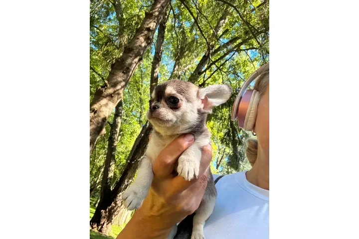 $2400 : Chihuahua puppies SH and LH image 7